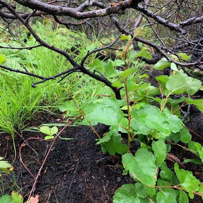 Birki endurnýjar sig með rótar-/stubbaskotum á brunasvæðinu í Heiðmörk.  Ljósmynd: Brynja Hrafnkelsdóttir