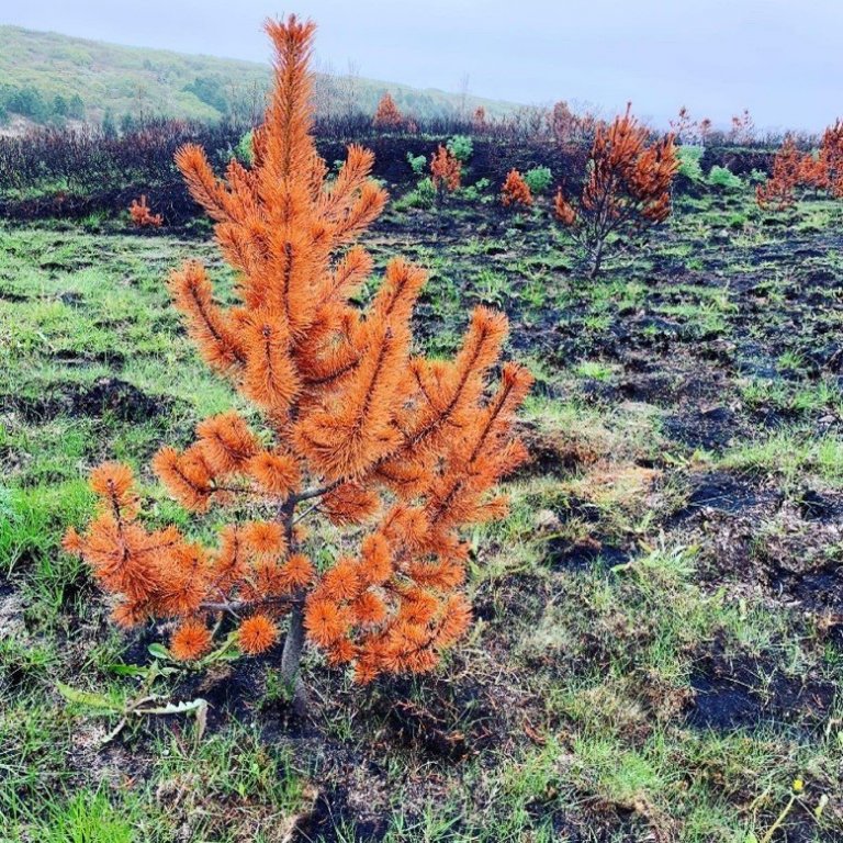 Furur voru víða illa farnar eftir bruna í Heiðmörk en ástand trjágróðurs var mjög misjafnt eftir því hversu hratt eldurinn fór yfir svæðið.  Ljósmynd: Brynja Hrafnkelsdóttir