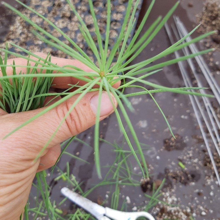 Græðlingar af 'Hrymi'. Ljósmynd: Rakel J. Jónsdóttir