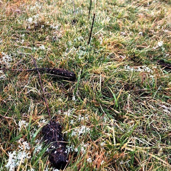 Utan girðingar hafa skepnur rifið upp plöntur. Ljósmynd: Björn Traustason