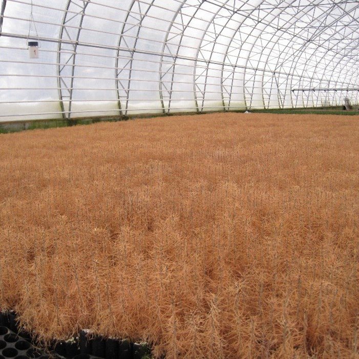 Rótarfrostþol er mælt í trjáplöntum úr gróðrarstöðvum. Ljósmynd: Rakel J. Jónsdóttir