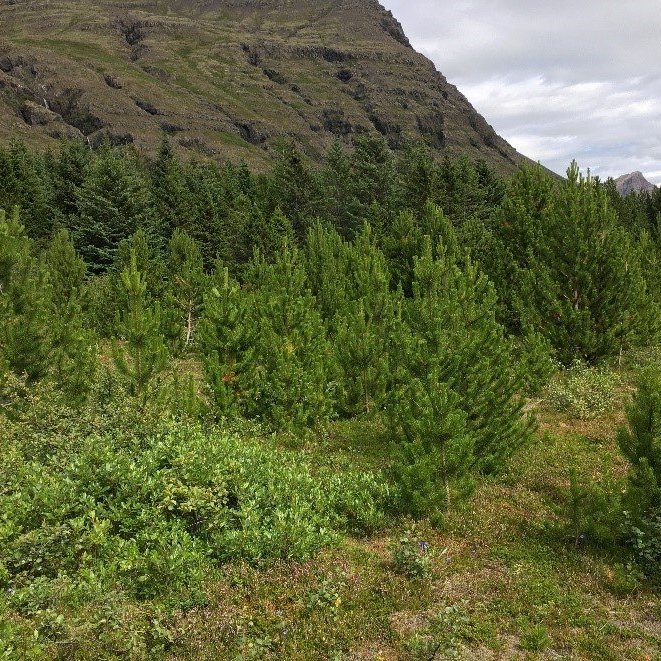 Sjálfsáð fura í Steinadal. Ljósmynd: Ólafur Eggertsson