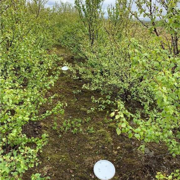 Skordýragildrur á Geitasandi - birki. Ljósmynd: Brynja Hrafnkelsdóttir