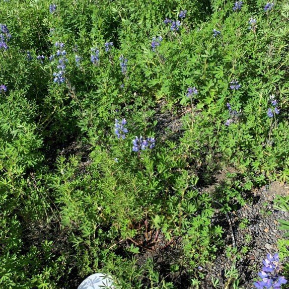 Skordýragildrur á Geitasandi - lúpína. Ljósmynd: Brynja Hrafnkelsdóttir