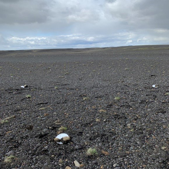 Skordýragildrur á Geitasandi - óuppgrætt. Ljósmynd: Brynja Hrafnkelsdóttir