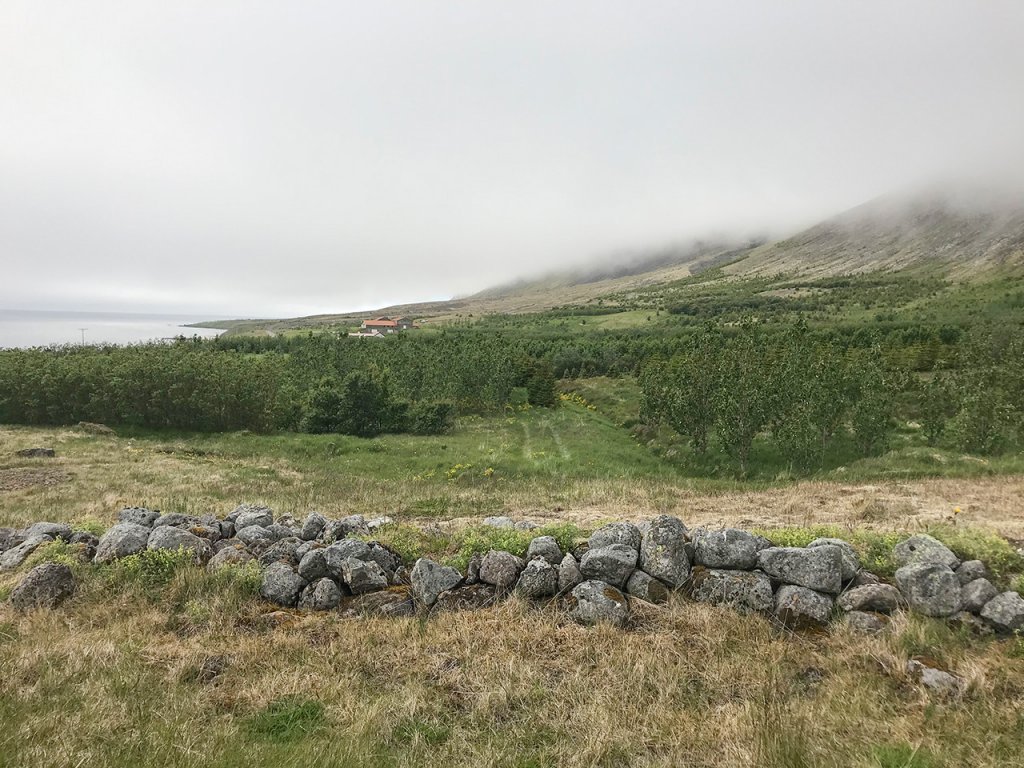 Bændaskógræktin að Kvígindisfelli í Tálknafirði. Ljósmynd: Sigríður Júlía Brynleifsdóttir