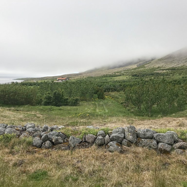 Bændaskógræktin að Kvígindisfelli í Tálknafirði. Ljósmynd: Sigríður Júlía Brynleifsdóttir