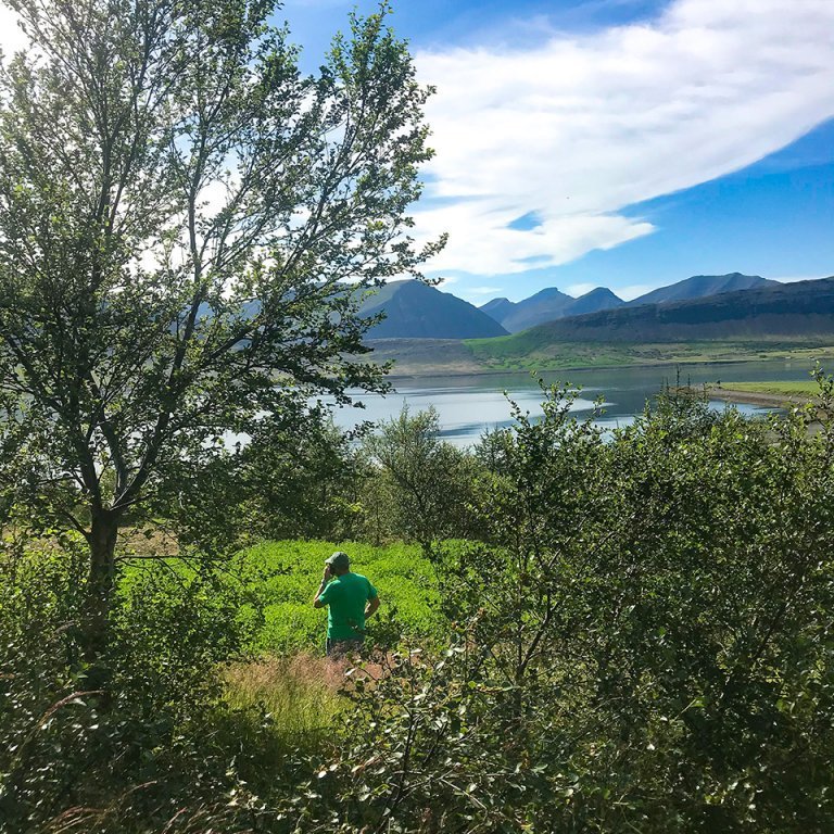 Síminn truflar skógræktarstjóra í skógargöngu að Höfða Dýrafirði. Ljósmynd: Sigríður Júlía Brynleifsdóttir