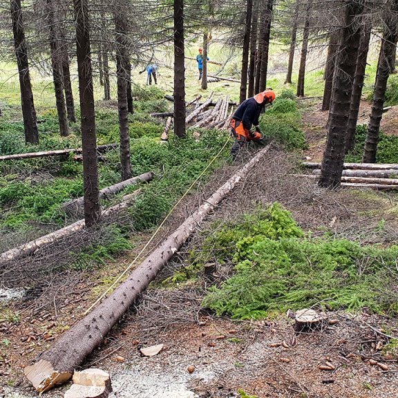 Grisjun í sitkagreniskógi. Ljósmynd: Hreinn Óskarsson