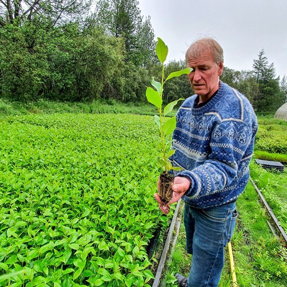 Hrafn Óskarsson með myndarlega asparplöntu á Tumastöðum. Ljósmynd: Hreinn Óskarsson