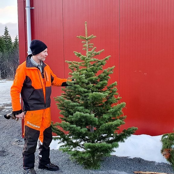 Jóhannes aðstoðarskógarvörður með myndarleg jólatré í Þjórsárdal, fjallaþin og stafafuru. Ljósmynd: Trausti Jóhannsson