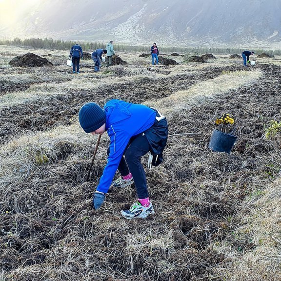 Aspargræðlingum stungið í jarðunnið land. Ljósmynd. Hreinn Óskarsson
